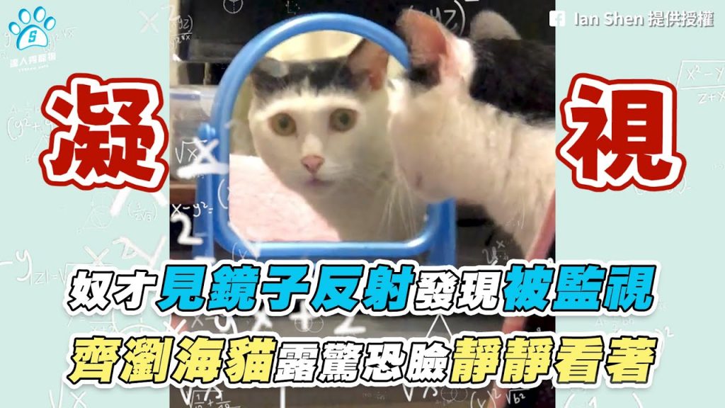 【奴才見鏡子反射發現被監視 齊瀏海貓露驚恐臉靜靜看著】|網友 / Ian Shen / 謝名豪 / Shu-Hao Yang