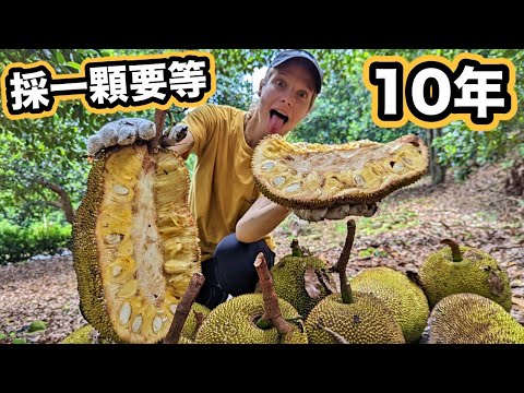 冒生命危險採世界最大的水果!一顆65公斤比人還重!台灣波羅蜜 Picking up and trying the biggest fruit in the world! Jackfruit farm!