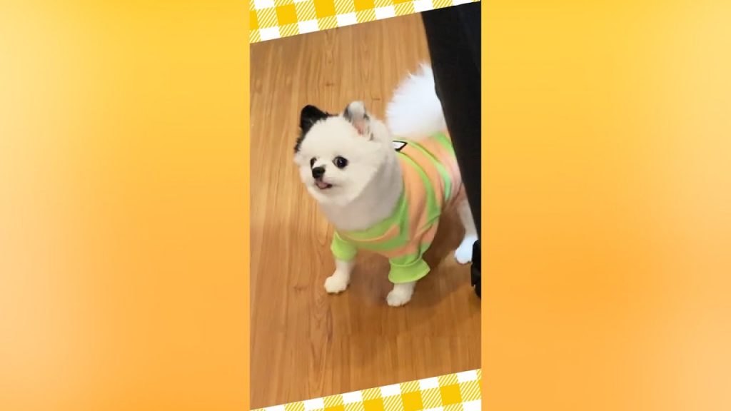 我家的狗甩毛竟然甩出一顆「大便」嚇翻主人 My dog performed magic trick…【黃氏兄弟】#shorts #shortsTW