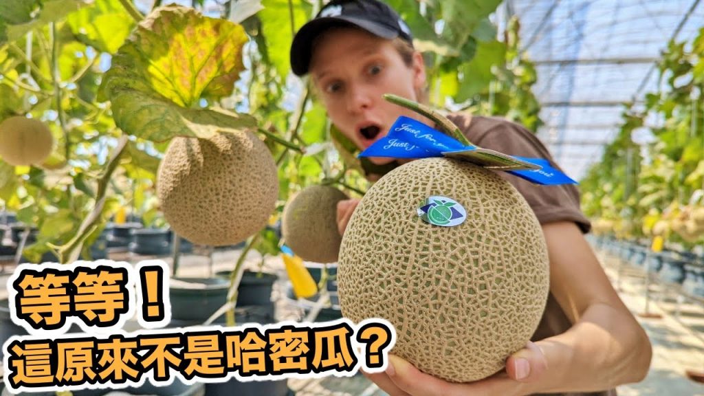 外國人吃瓜初體驗🍈掛在空中的高級瓜中之王!居然有人出價4萬元?你吃的哈密瓜都是錯的! Soilless Hydroponic Melon Farm, Taiwan