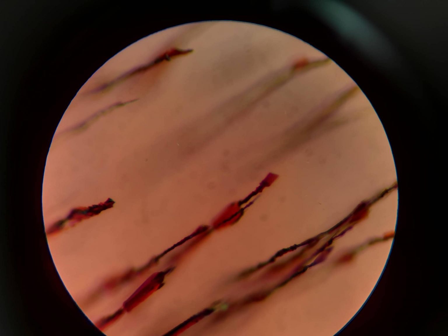 2019年去德國博物館買了顆寶石,
博…