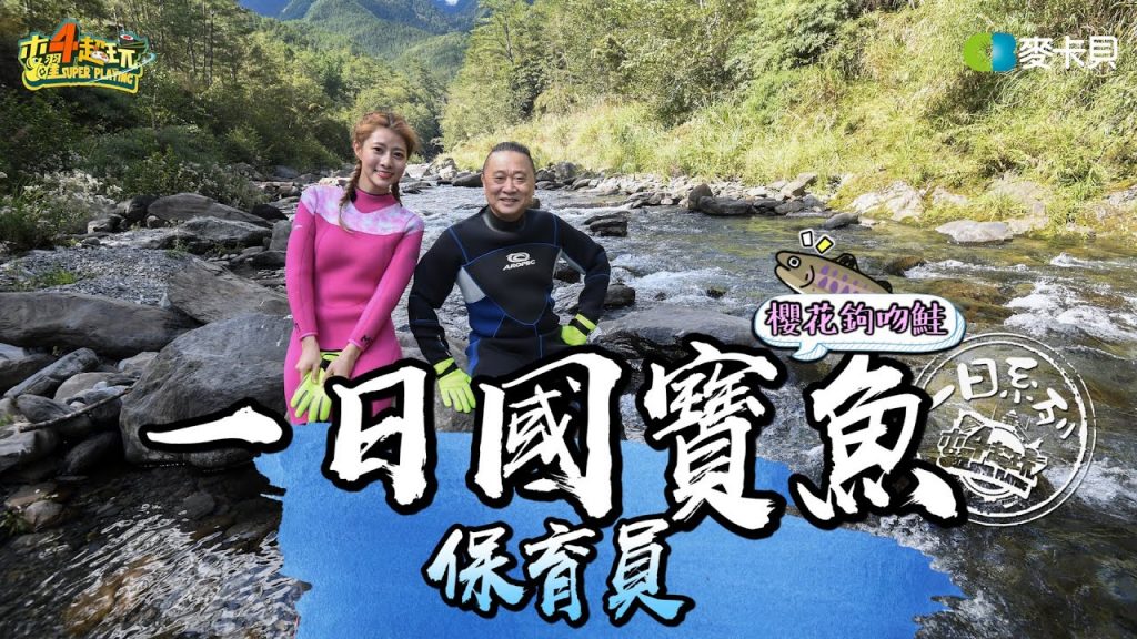 《一日系列第一百四十八集》老闆現撈…不!是國寶!邰哥帶瑪利亞一同來保育櫻花鉤吻鮭!-一日國寶魚保育員