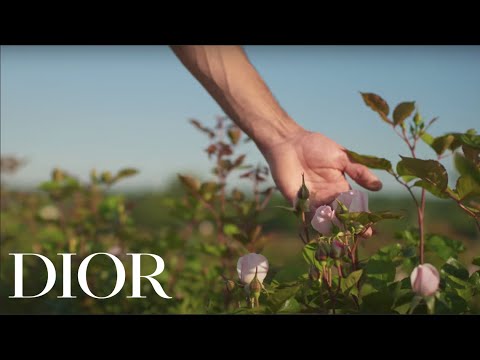 Le Jardin Dior de La Rose: The Art of Dior Rose Harvest