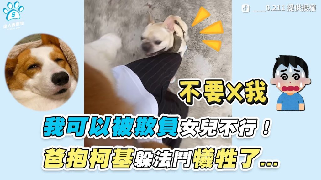 【我可以被欺負女兒不行! 爸抱柯基躲法鬥犧牲了…】| TikTok / ___0.211| 網友 / 吳品樂
