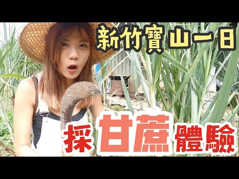新竹寶山|採收甘蔗自己來!!小孩竟然不知道甘蔗可以直接咬?