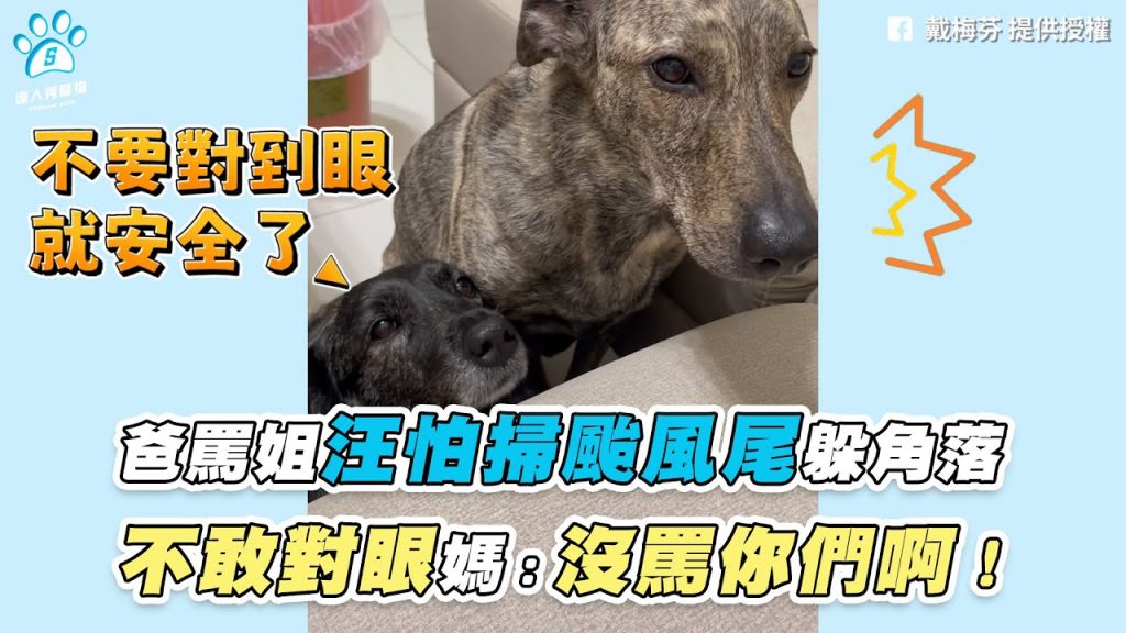 【爸罵姐汪怕掃颱風尾躲角落 不敢對眼媽:沒罵你們啊!】|網友 / 戴梅芬| FB / 我哎康小咪