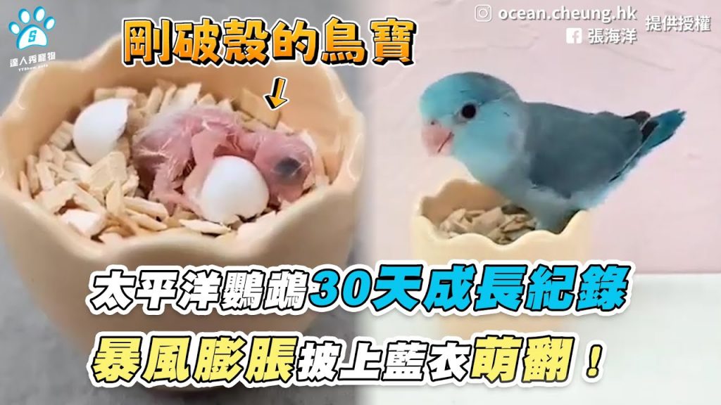 【太平洋鸚鵡30天成長紀錄 暴風膨脹披上藍衣萌翻!】|FB / 張海洋|IG / ocean.cheung.hk