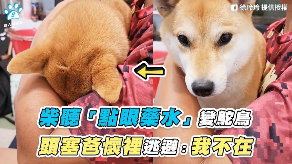 【柴聽「點眼藥水」變鴕鳥 頭塞爸懷裡逃避:我不在】|網友 / 徐玲玲|網友 林珍安(IG / hangee0218)