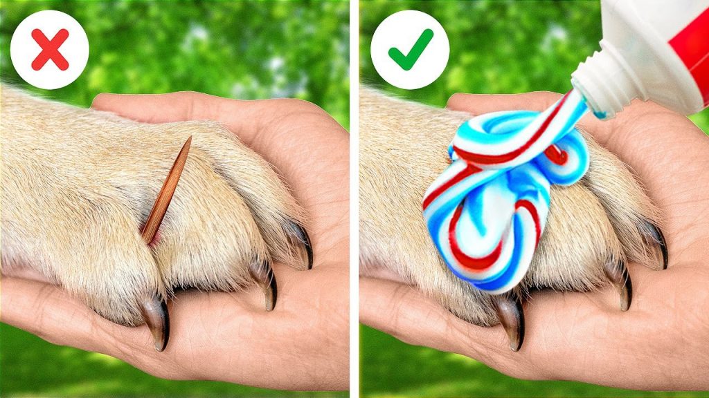 為寵物主人們準備的超聰明的小秘訣和小工具