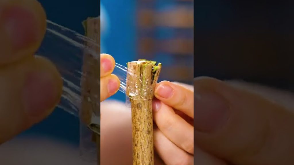 超強居家庭園簡易種植技巧 #shorts