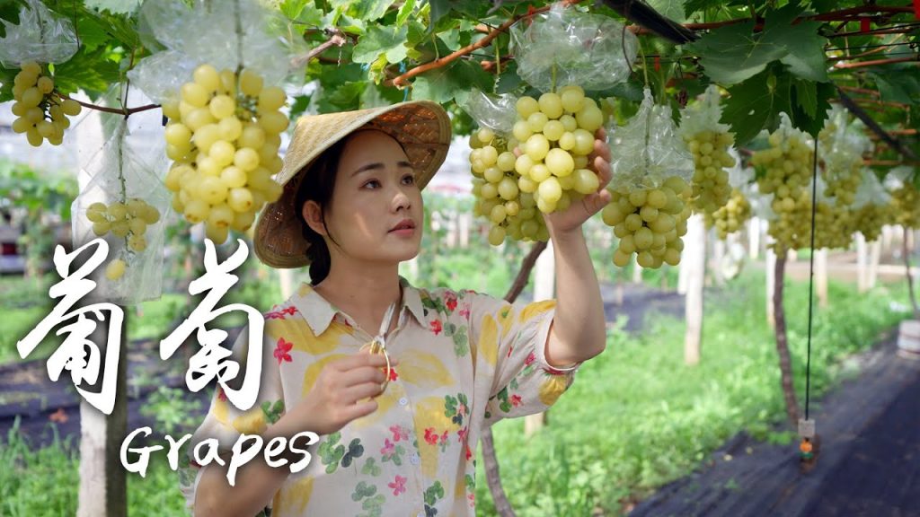 「一席一果」葡萄——樹藤上一串串的甜蜜寶石【滇西小哥】