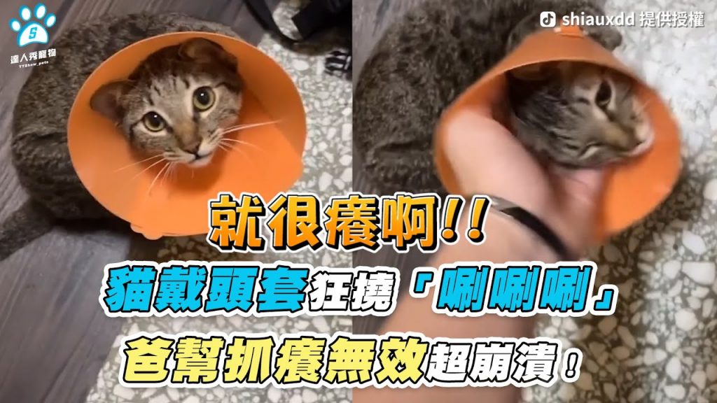 【貓戴頭套狂撓「唰唰唰」 爸幫抓癢無效超崩潰!】|TikTok / shiauxdd / onn_0402