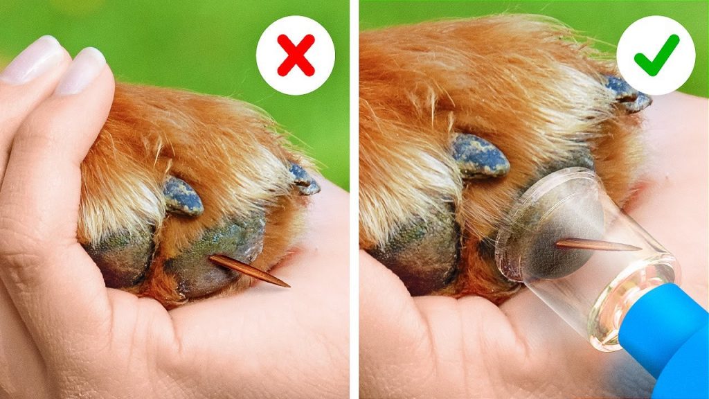 每個寵物主人都應該知道這些小秘訣和小工具