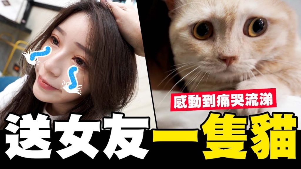 偷偷送女友一隻貓😻讓柔柔感動的痛哭流涕💕/寵愛女友系列|酷炫老師@沁柔的沁