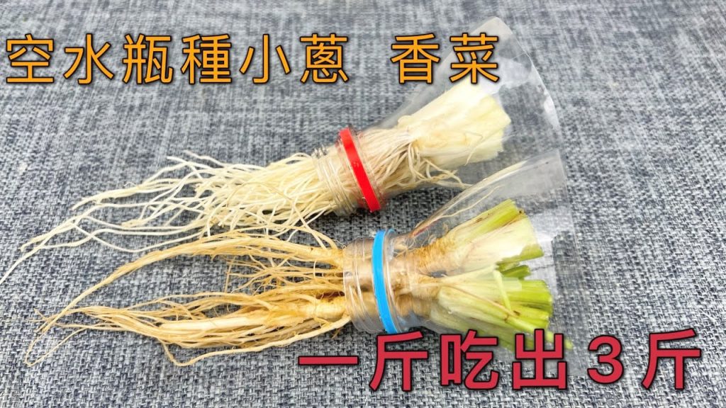空水瓶不要再扔掉了,用它來種小蔥 香菜,一斤能吃出3斤,鄰居們都誇我聰明 , Grow coriander