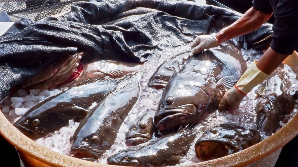 Fight!Giant Grouper Feeding and Catching, Grouper Cutting Skills / 搏命演出!巨大龍膽石斑捕撈, 石斑魚切割技能/東港鮮漁夫