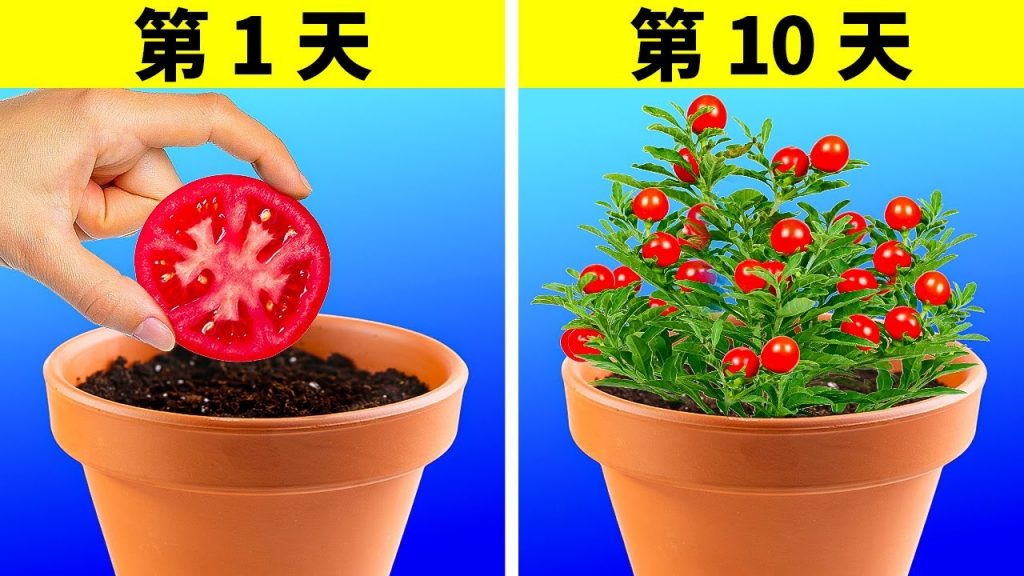 為你家後院準備的超天才創意