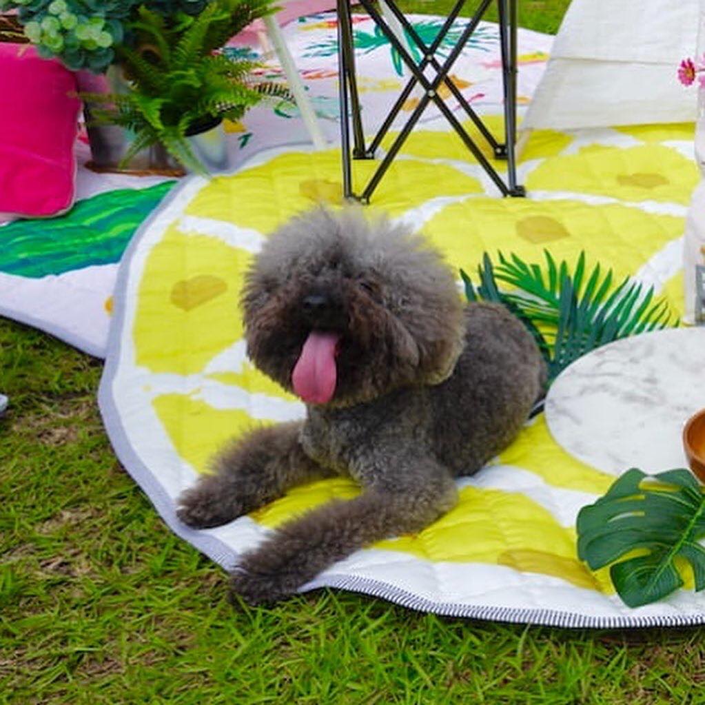 嘻嘻 今天是我們的日子
#國際狗狗日,…