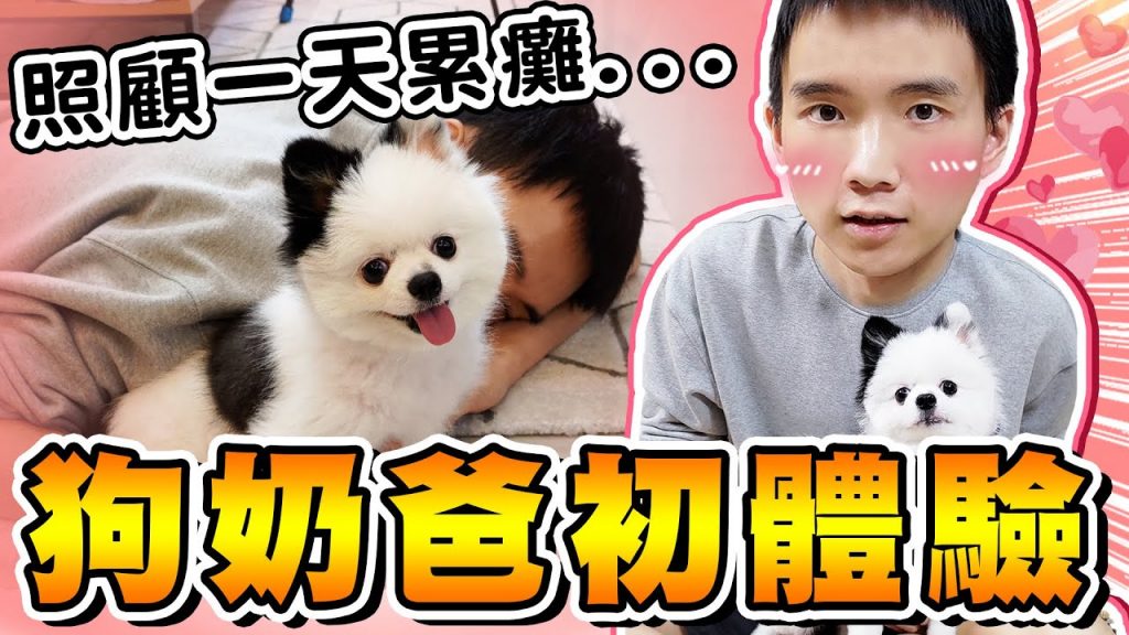 一日狗奴,洗澡、餵食、玩耍樣樣來!24小時累到翻【黃氏兄弟】Ft.ASUS Zenfone 8