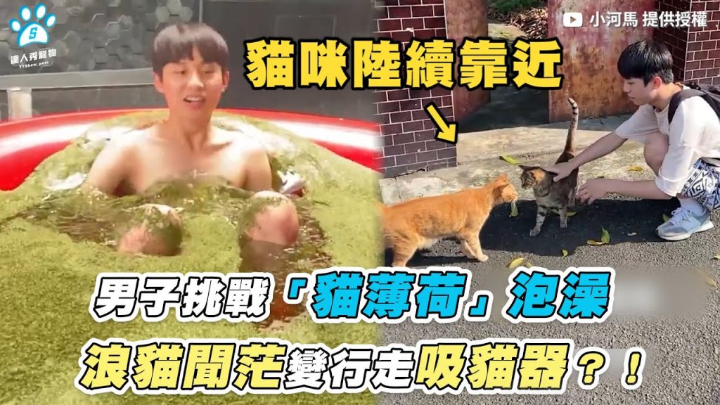 【男子挑戰「貓薄荷」泡澡 浪貓聞茫變行走吸貓器?!】|@小河馬