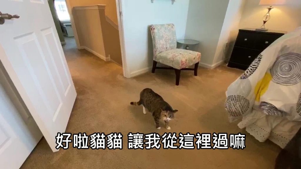 房仲拍的物件影片,到自己家客戶的貓皇被刁中民不爽狂叫(字幕)