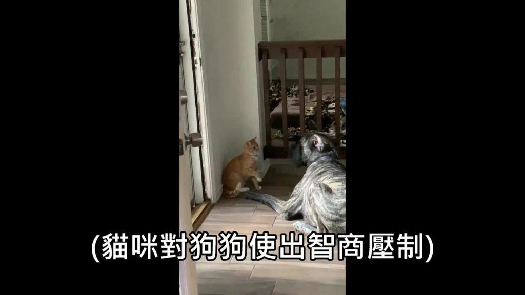 貓皇不想跟狗狗玩,使出智商壓制讓狗不能再煩他(字幕)