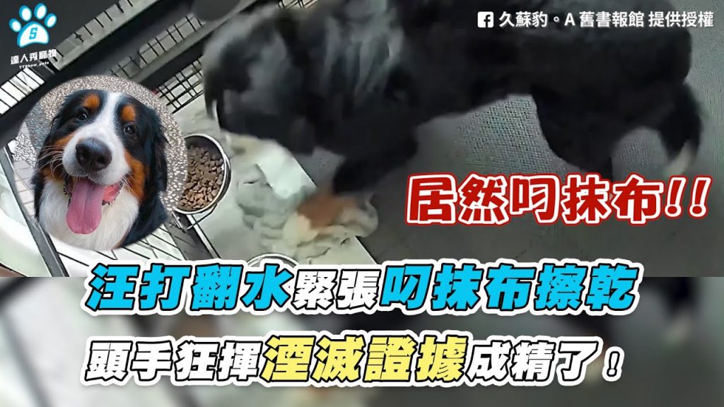 【汪打翻水緊張叼抹布擦乾 頭手狂揮湮滅證據成精了!】|FB / 久蘇豹。A 舊書報館 / 伯恩山聯萌 – Bernese Lovers