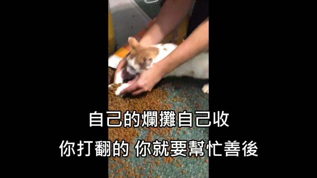 貓皇第N次故意打翻,受夠的飼主決定讓貓一起善後