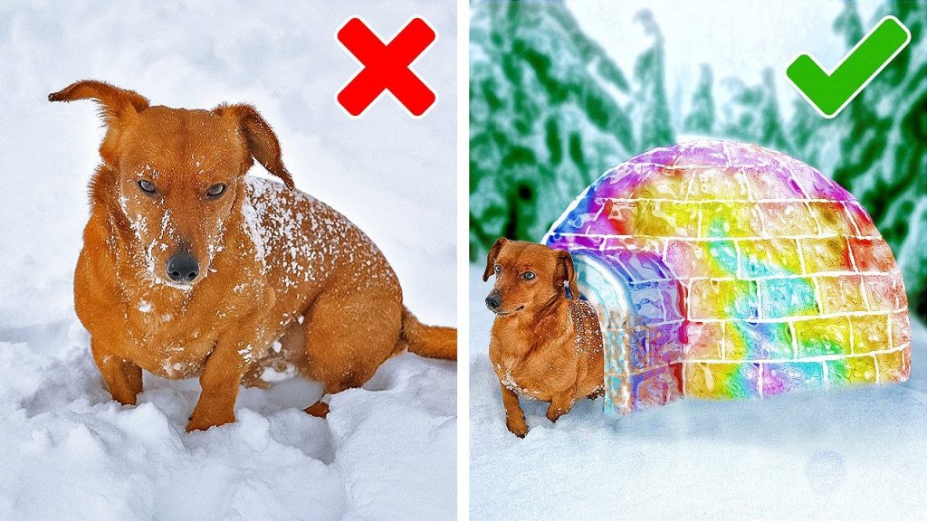 為你可愛寵物準備的超讚工具和小秘訣