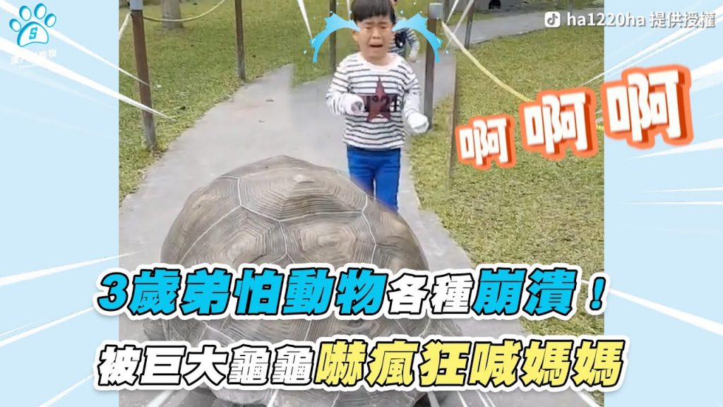 【3歲弟怕動物各種崩潰! 被巨大龜龜嚇瘋狂喊媽媽】|TikTok / ha1220ha|網友 莊淑婷(FB / 我們 和小柚一起長大)