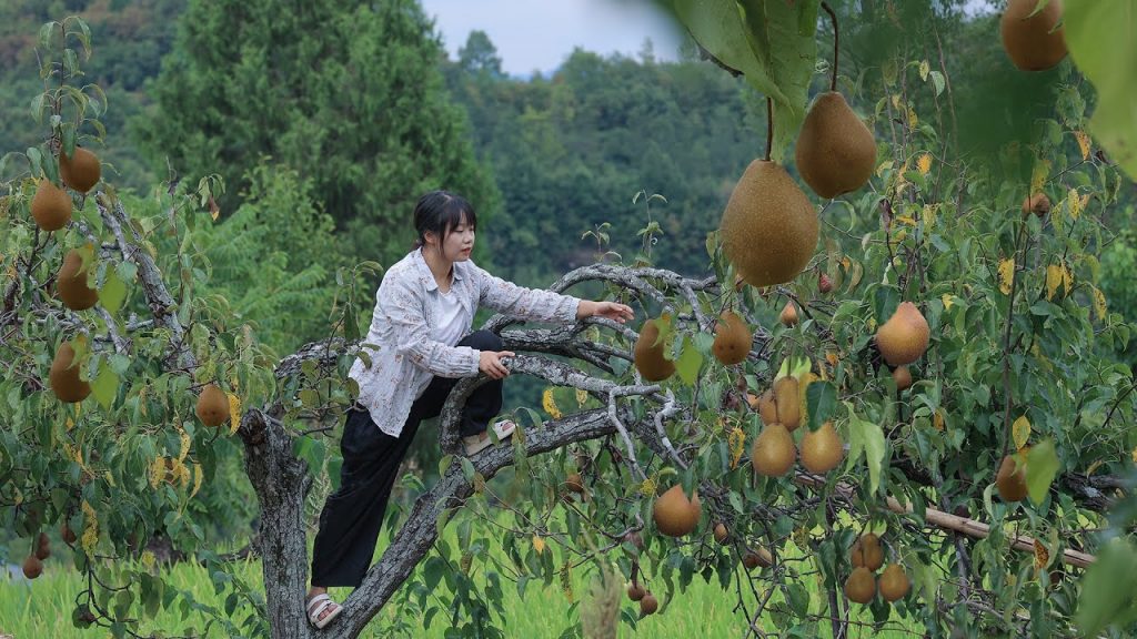 【二米炊煙】Autumn Pear Syrup, Chinese Medicine Diet. 傳承1000年的古老秘方,秋天的梨子熬成膏