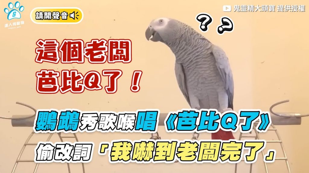 【鸚鵡秀歌喉唱《芭比Q了》 偷改詞「我嚇到老闆完了」】|@鬼靈精大頭寶
