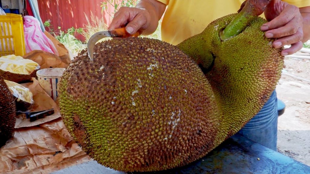 World’s Largest Fruit!Fresh Jackfruit Harvesting and Cutting Skills / 世界最大水果!巨大波羅蜜採收和切割技巧