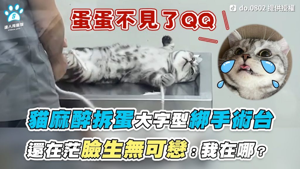 【貓麻醉拆蛋大字型綁手術台 還在茫臉生無可戀:我在哪?】|TikTok / do.0802|網友 / 水渺