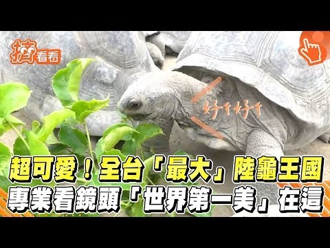 超可愛!全台「最大」陸龜王國專業看鏡頭「世界第一美」在這
