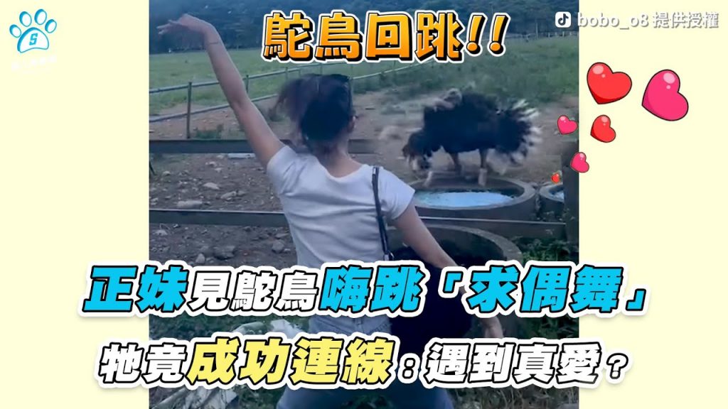 【正妹見鴕鳥嗨跳「求偶舞」 牠竟成功連線:遇到真愛?】|TikTok / bobo_o8 / ha1220ha / yoyomam_730