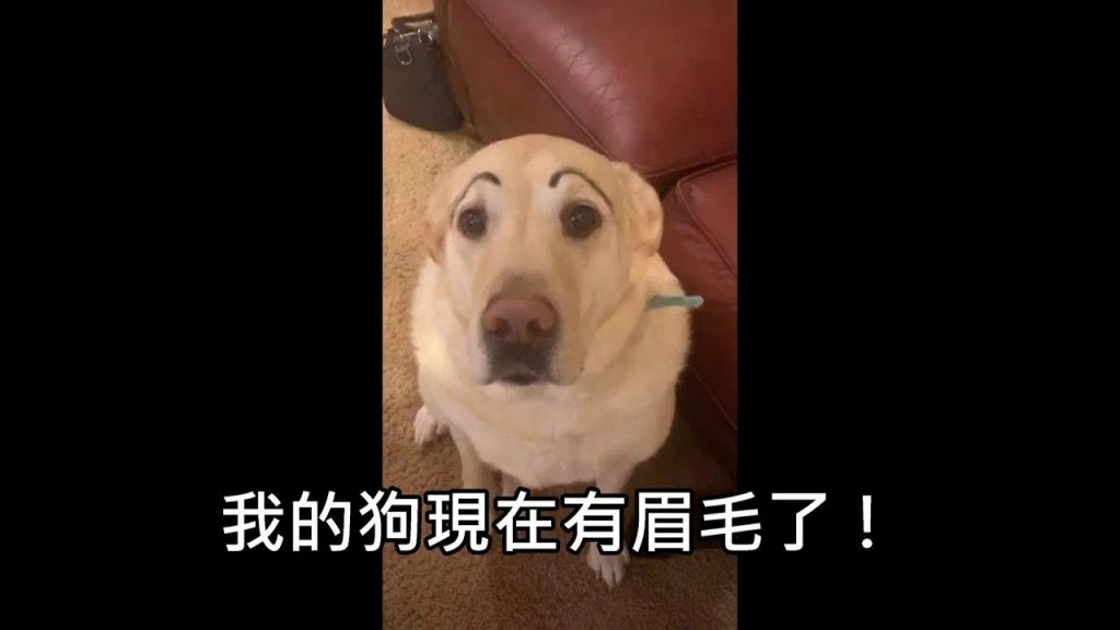 男人看電視的時候突然聽到朋友在狂笑,轉頭髮現他的狗有頭像(中文字幕)