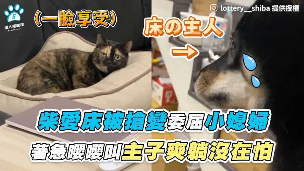 【柴愛床被搶變委屈小媳婦 著急嚶嚶叫主子爽躺沒在怕】|IG / lottery__shiba|FB / 柴喵方炎-Funny&炎炎