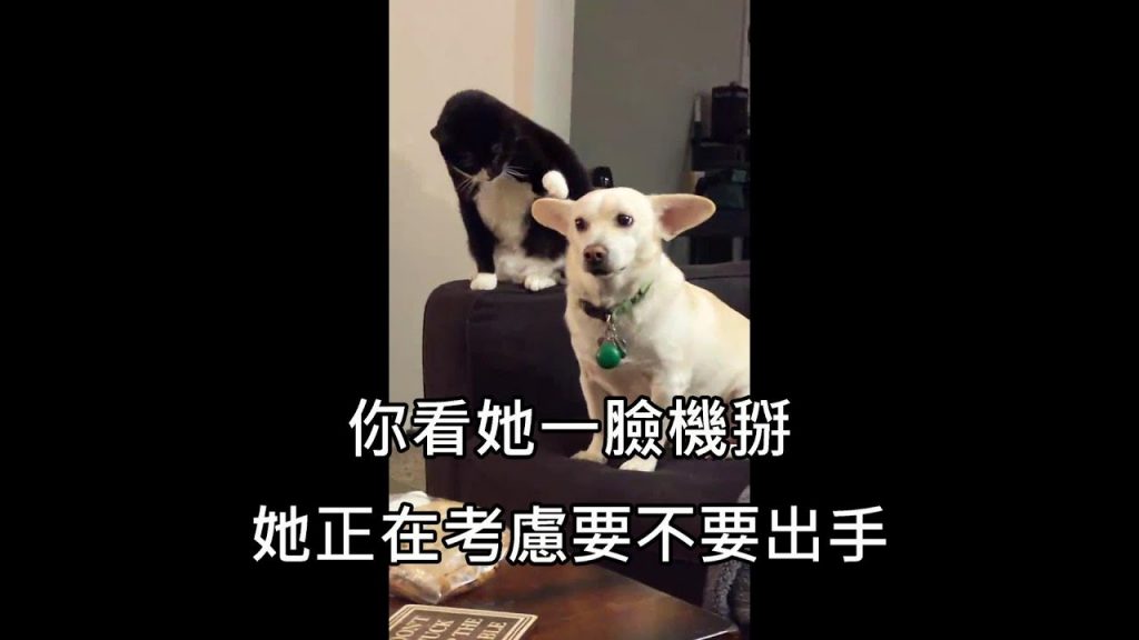 貓咪仔細評估該不該去惹狗,但敵不過機拆本性還是出手了
