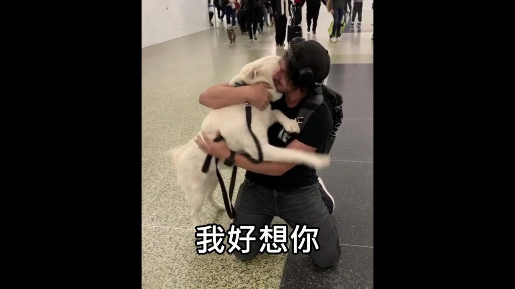 狗狗主人一星期沒發現主人,接機時一秒嗨往前衝(中文字幕)