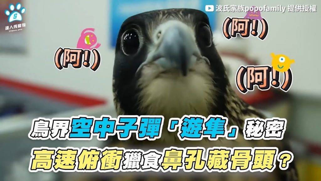【鳥界空中子彈「遊隼」秘密 高速俯衝獵食鼻孔藏骨頭?】|@波氏家族popofamily
