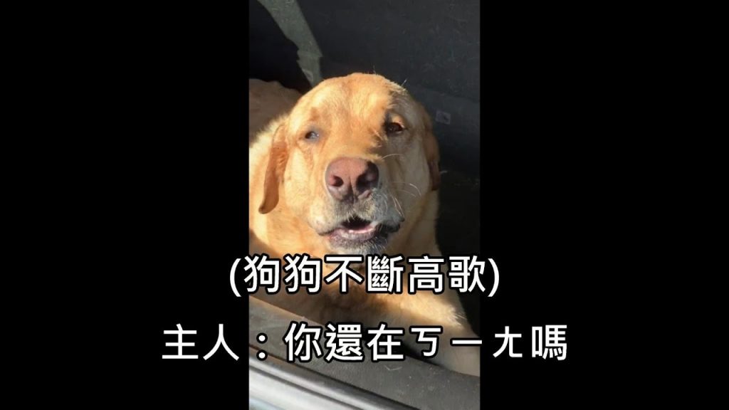 狗狗手術結束後播出字幕,ㄎㄧㄤ到一直讓主人公笑翻(中文)