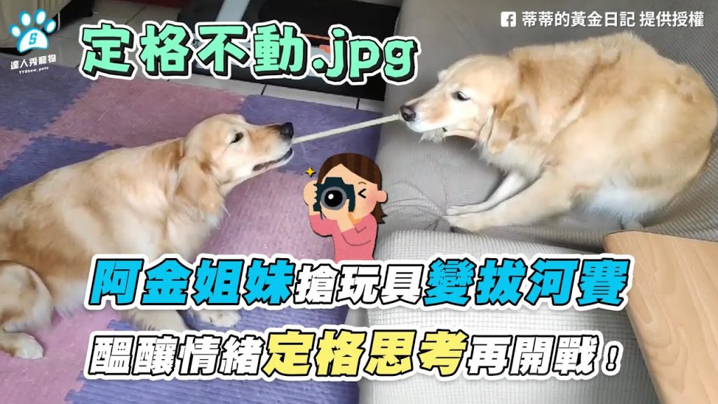 【阿金姐妹搶玩具變拔河賽 醞釀情緒定格思考再開戰!】|FB / 蒂蒂的黃金日記|IG / shibabada