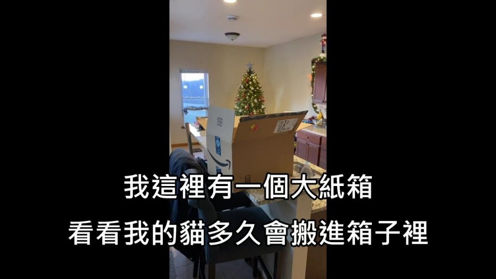 男人在家裡放了一個大紙箱,測試貓皇會住進紙箱裡(中文字幕)