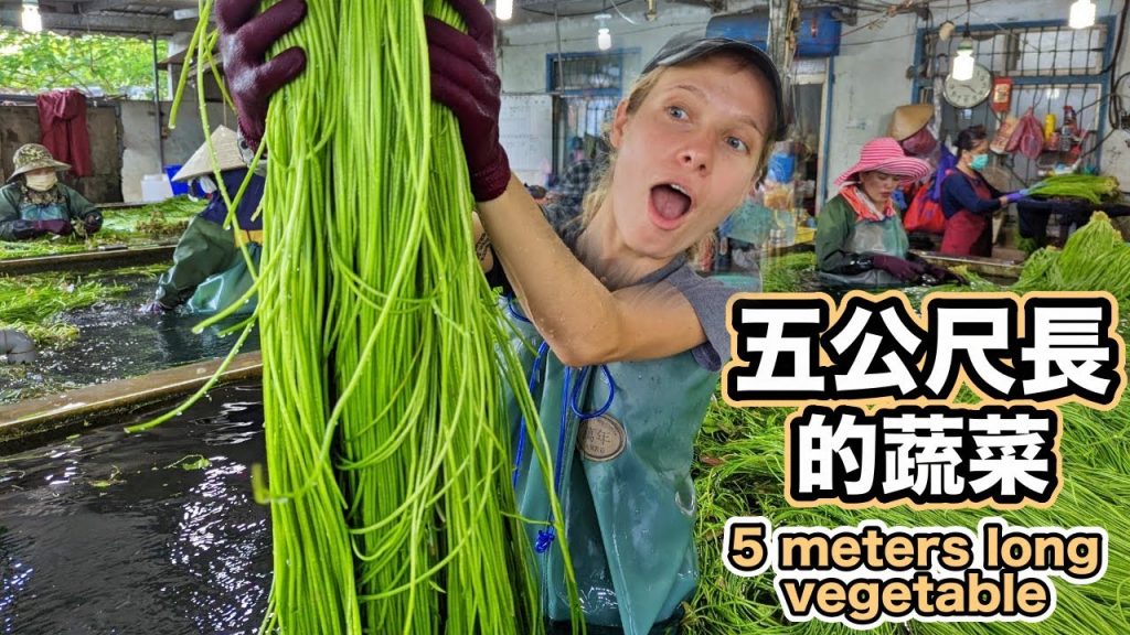 世界上最長的蔬菜!竟然可以無限長大?全台灣99%來自這裡!不潛水還吃不到! One Day Water Lily Farmer