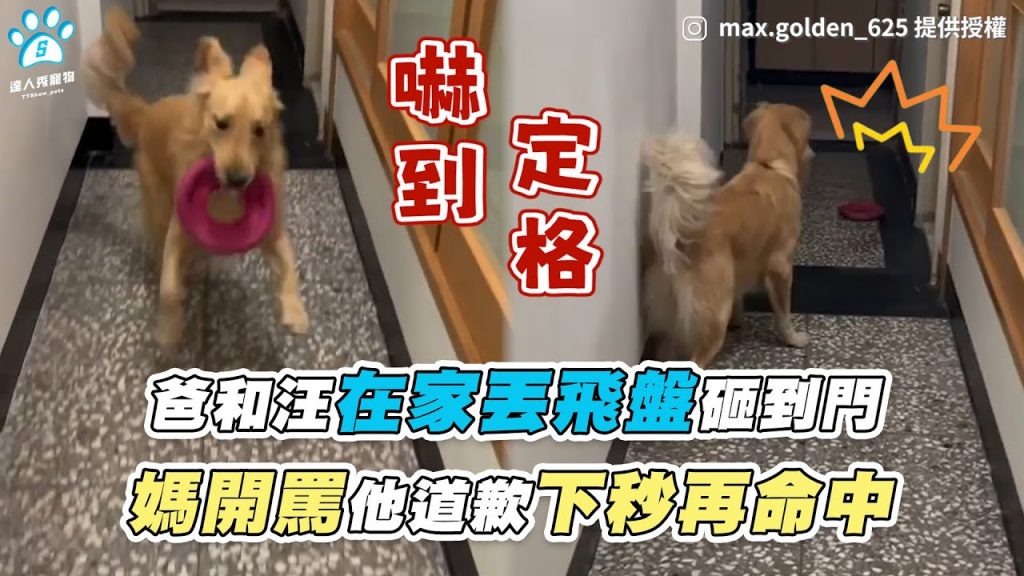 【爸和汪在家丟飛盤砸到門 媽開罵他道歉下秒再命中】|IG / max.golden_625|FB / 蒂蒂的黃金日記