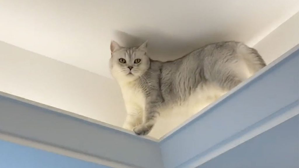 麻蛋和丑丑 【麻蛋和丑丑】哎呀!小猫咪快下来,好高高好危险呐