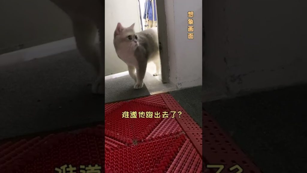 一隻鈍鈍少爺 【鈍鈍的日常】我的貓差點不見了