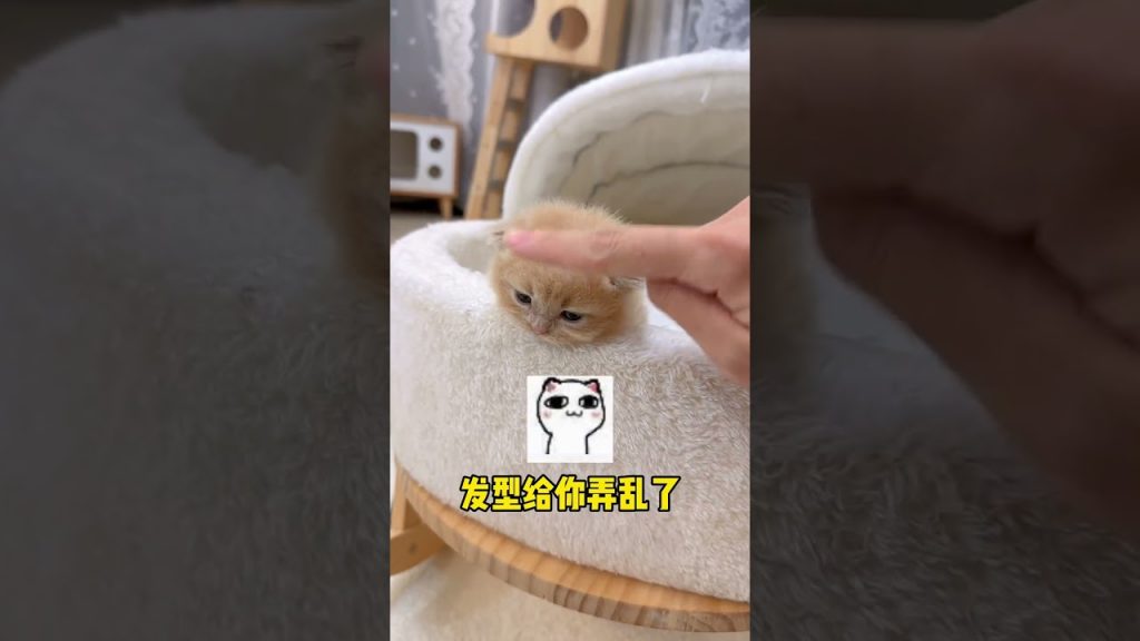 獨生子的日常 【小奶貓成長記】本來是個教學 這下真生氣了 這可咋辦