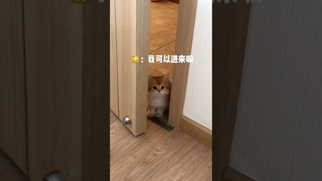 麻蛋和丑丑 【麻蛋和丑丑】你家有这样懂礼貌的小猫咪吗?